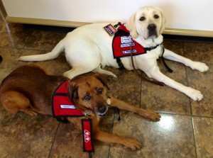 Two dogs wearing red vests laying on the floor.