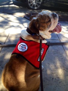 A dog wearing a red vest with a badge on it's chest.